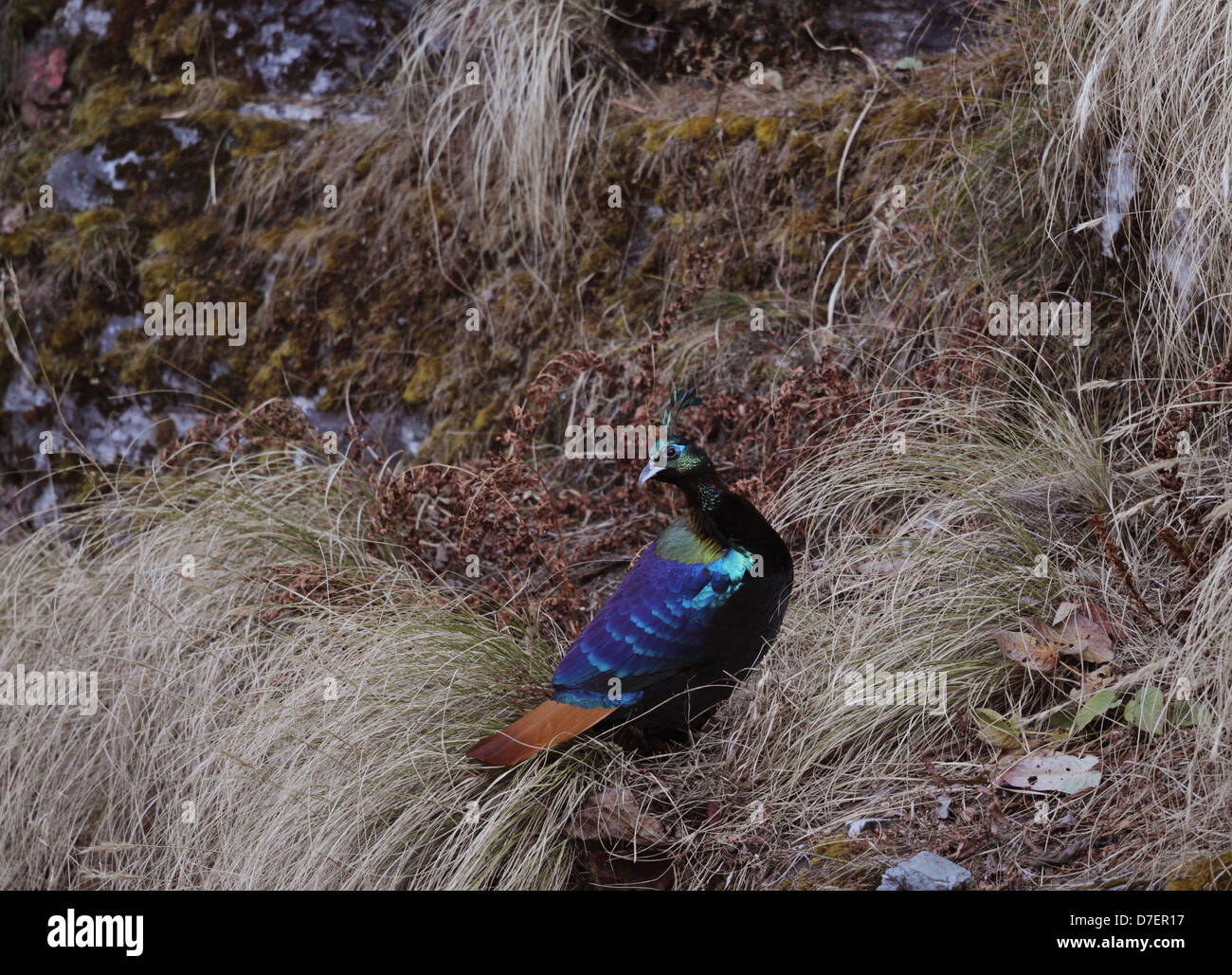 Schlacht von Farben. Himalayan Monal Fasan in seinem Lebensraum auf dem Weg zum Tungnath in Kedarnath Wildlife Sanctuary, Indien Stockfoto