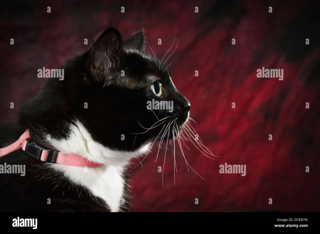 Porträt eines Profils einer Katze auf einem roten Hintergrund; St. Albert Alberta Kanada Stockfoto