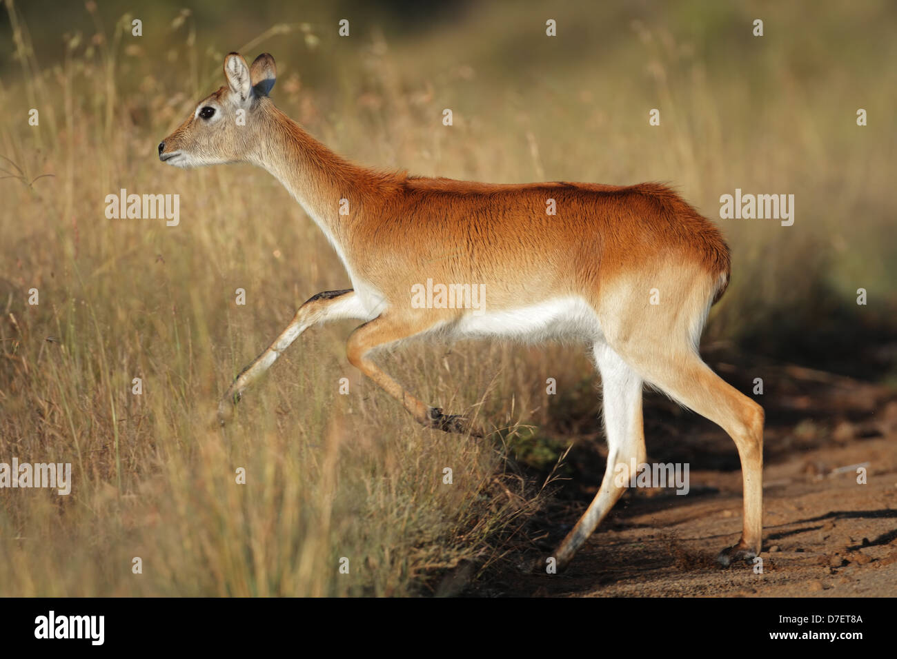 Weibliche rote Lechwe-Antilopen (Kobus Leche) ausgeführt, Südliches Afrika Stockfoto