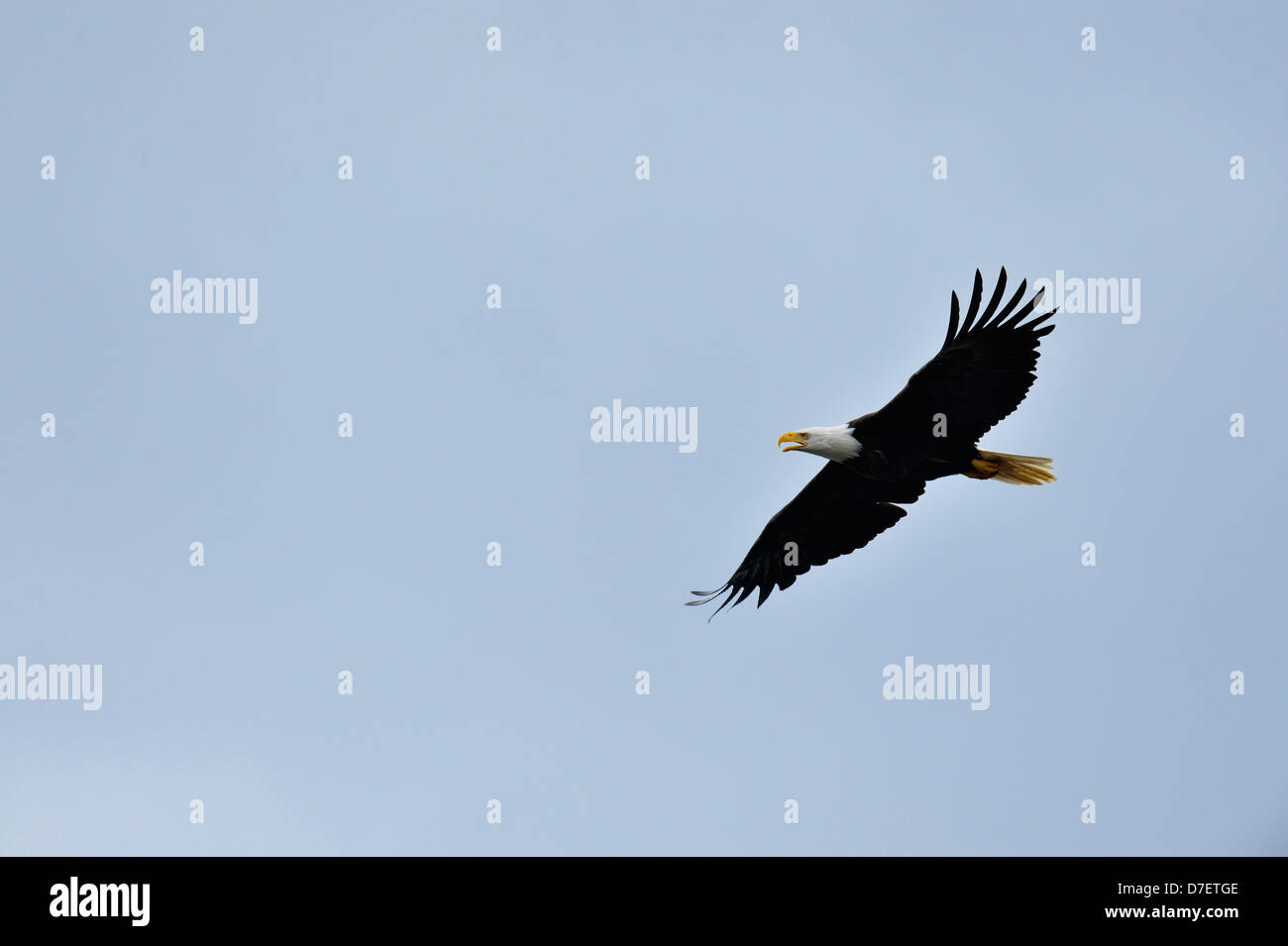 Der Weißkopfseeadler (Haliaeetus leucocephalus) Erwachsene im Flug, Haida Gwaii (Queen Charlotte Islands, British Columbia, Kanada Stockfoto