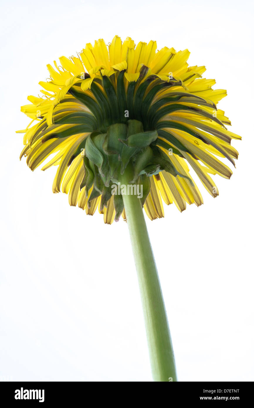 Nahaufnahme der Unterseite einer gelben Löwenzahn Blume auf einem weißen Hintergrund. Stockfoto