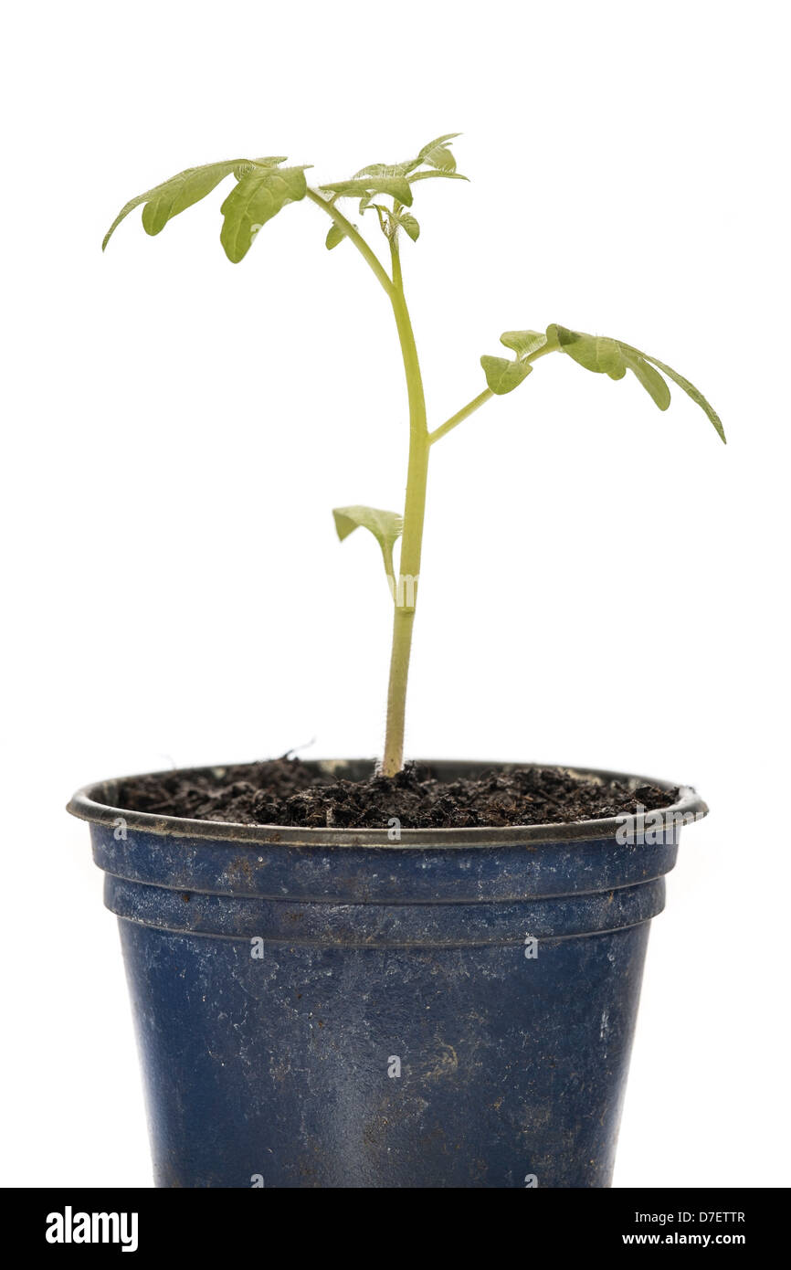 Tomaten Pflanzen Keimling in einem Topf auf einem weißen Hintergrund Stockfoto