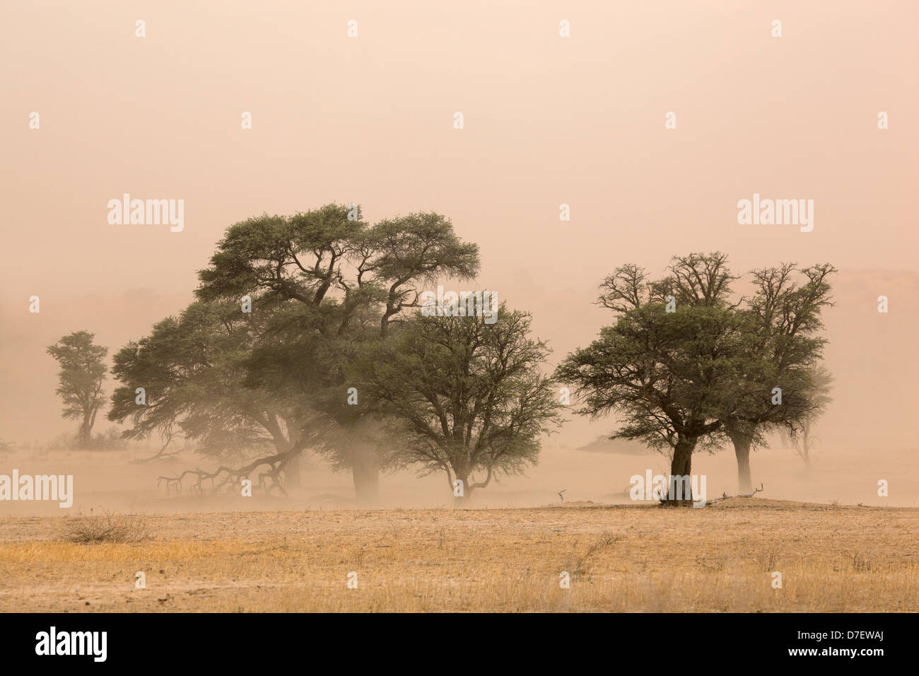 Schwerer Sandsturm in der Wüste Kalahari, Südafrika Stockfoto