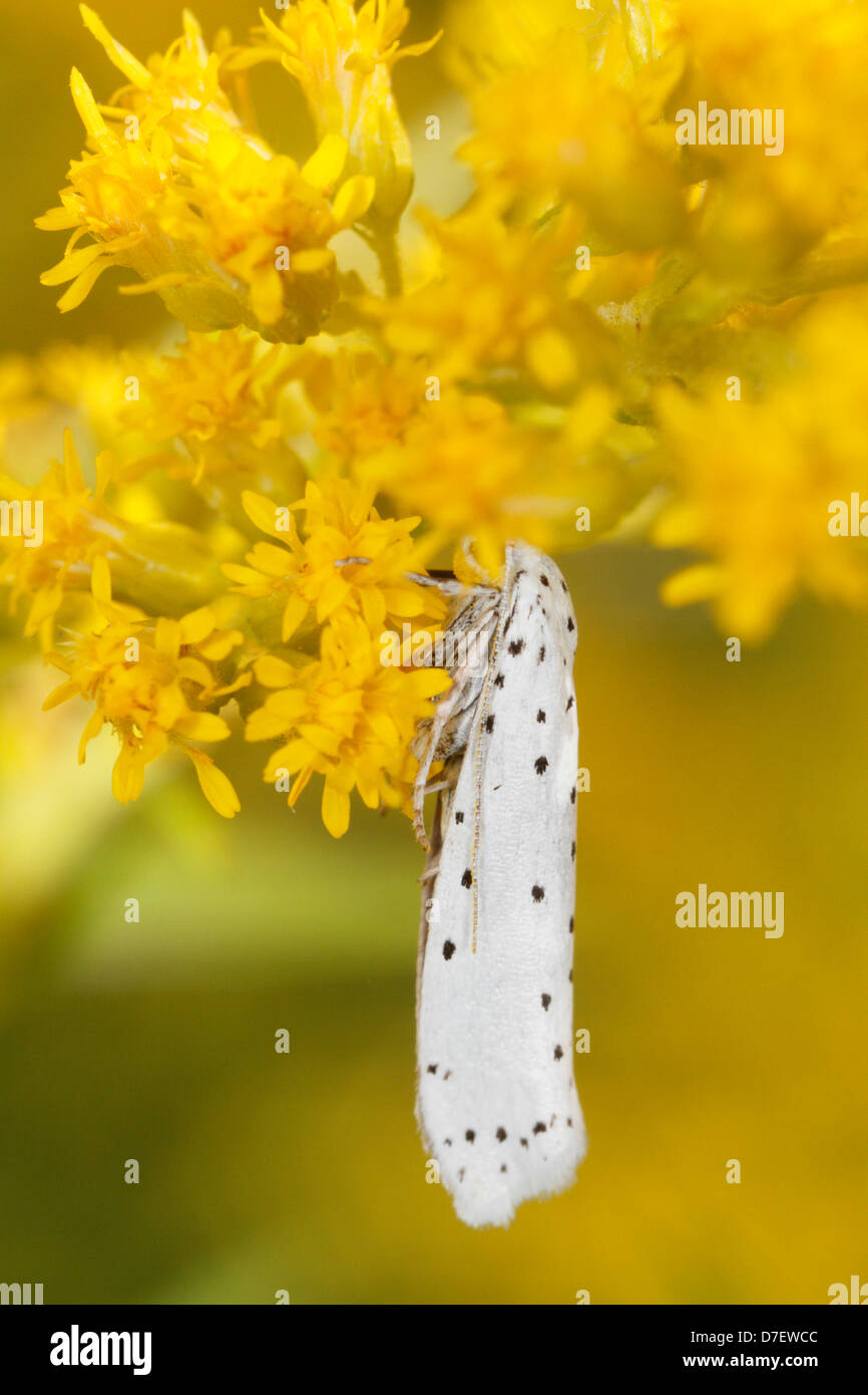 Weiße Hermelin, sitzen auf solidago Stockfoto