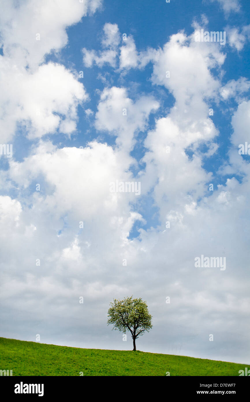 Obstbäume an einem sonnigen Tag. Slowenischen Landschaft im Frühjahr. Stockfoto