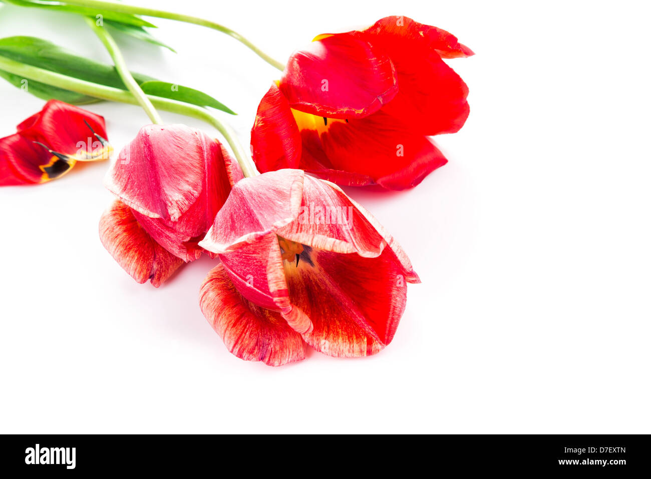 Schönen Bouquet von roten Tulpen isoliert auf weißem Hintergrund Stockfoto