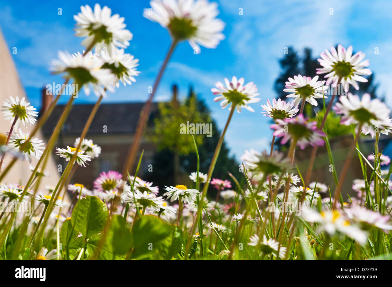 Wurm's – Blick auf Garten Gänseblümchen - Frankreich. Stockfoto