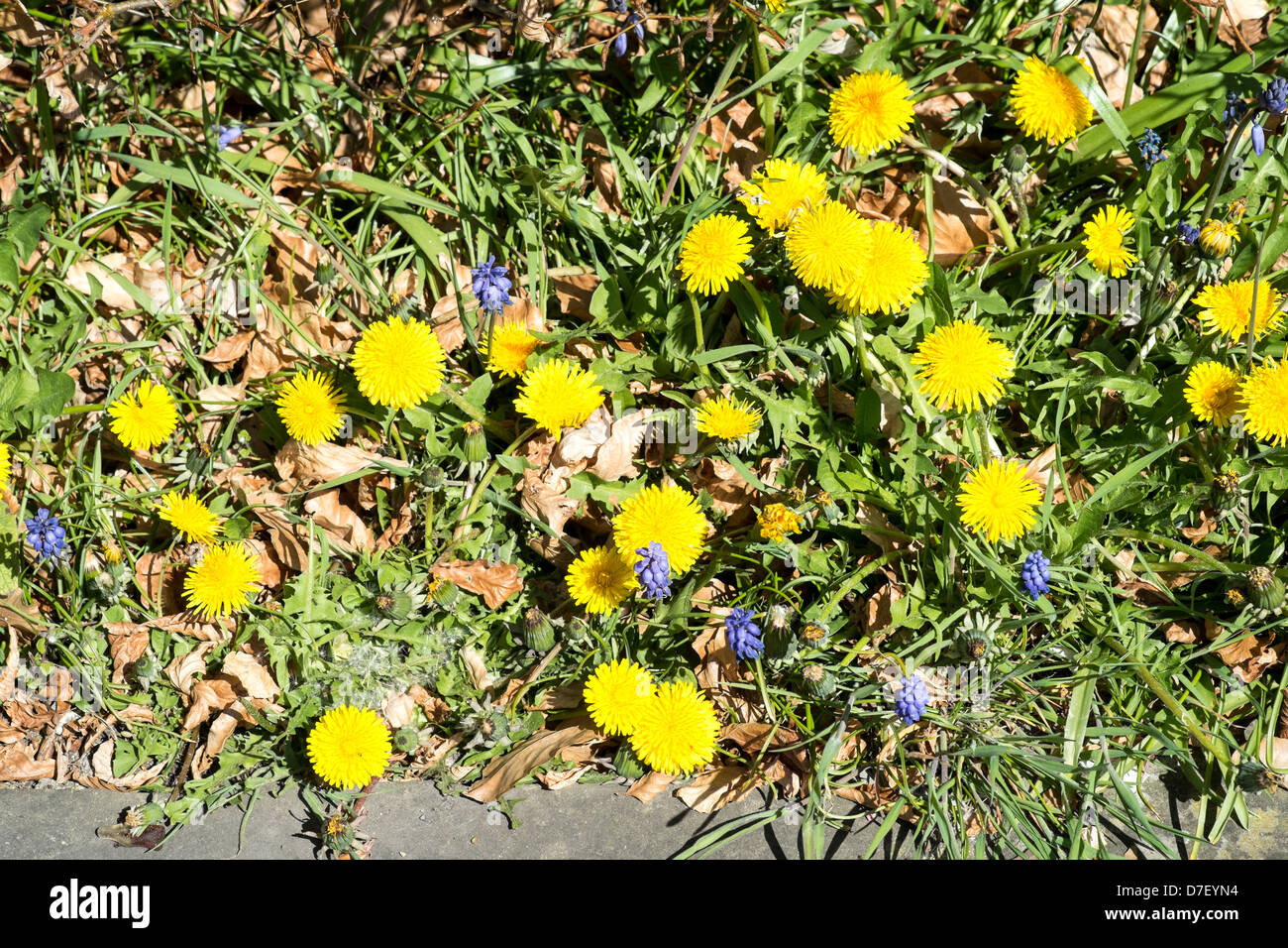 Patch der gelbe Löwenzahn Blumen Stockfoto