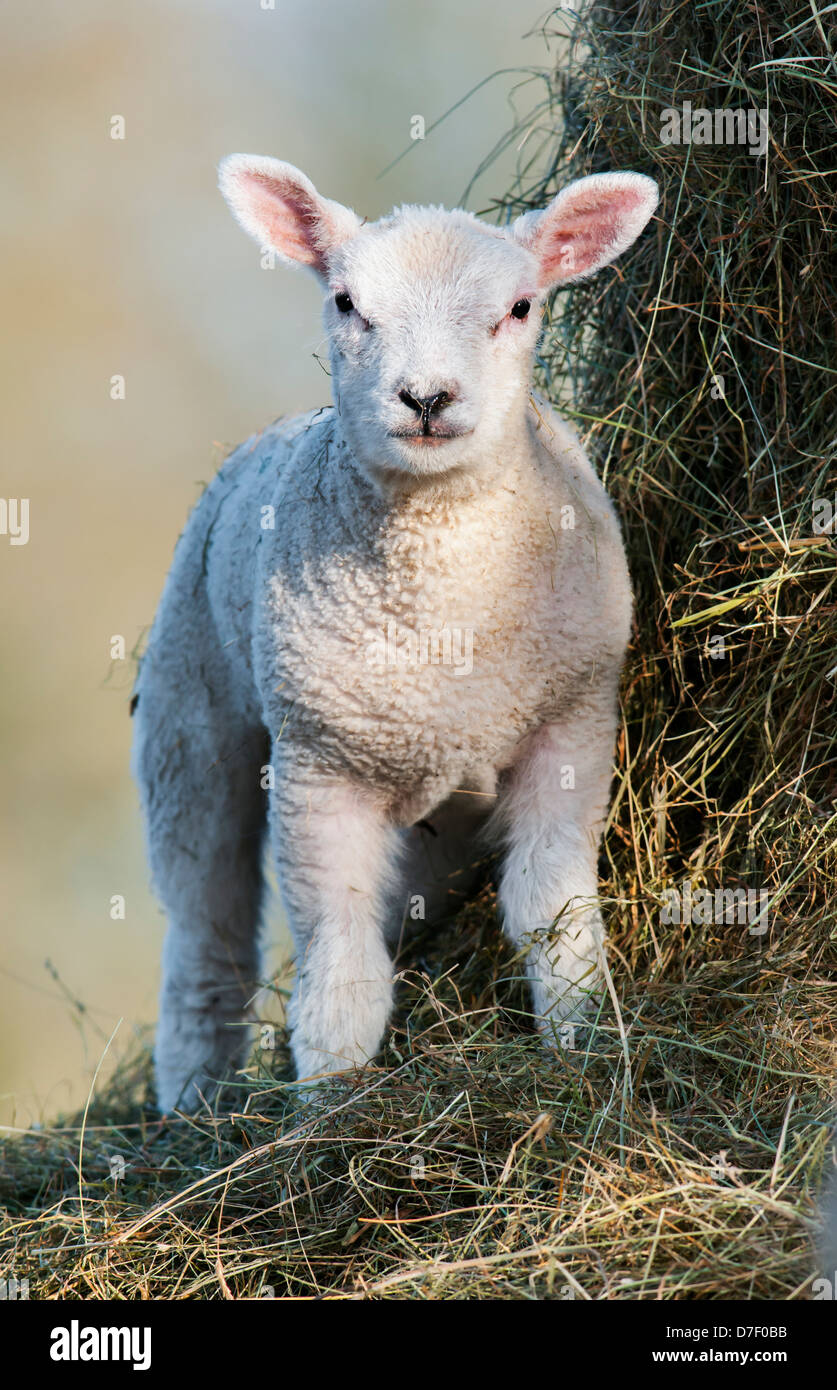 Frühlingslamm Stockfoto