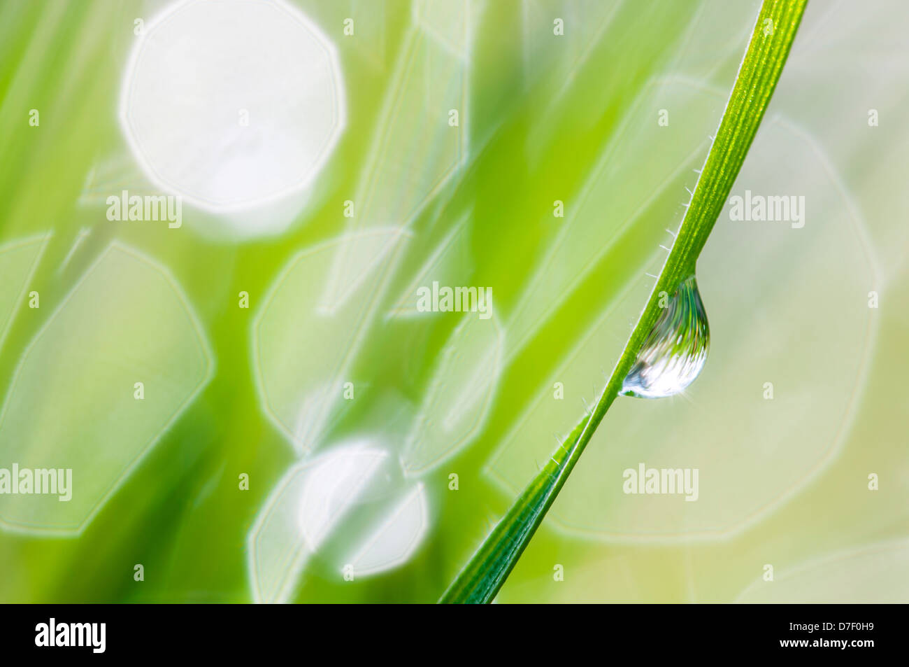 Tau auf dem Rasen Stockfoto