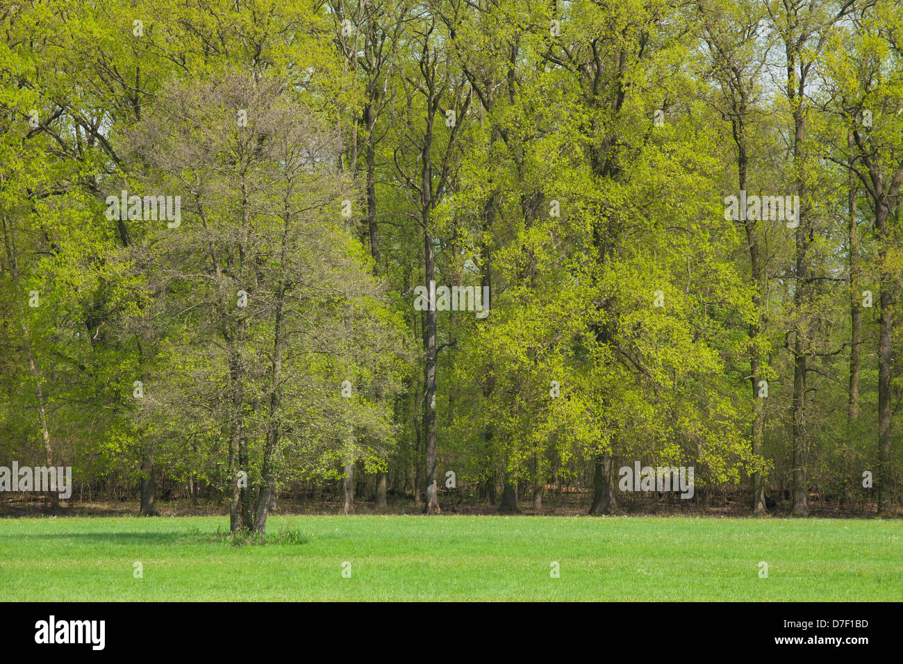 Frühlingslandschaft, Bäume mit neuen grünen Blättern auf Wiese Stockfoto