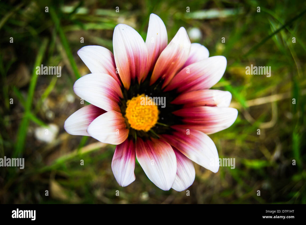 Aufnahme einer Gazanien Blume Nahaufnahme Stockfoto