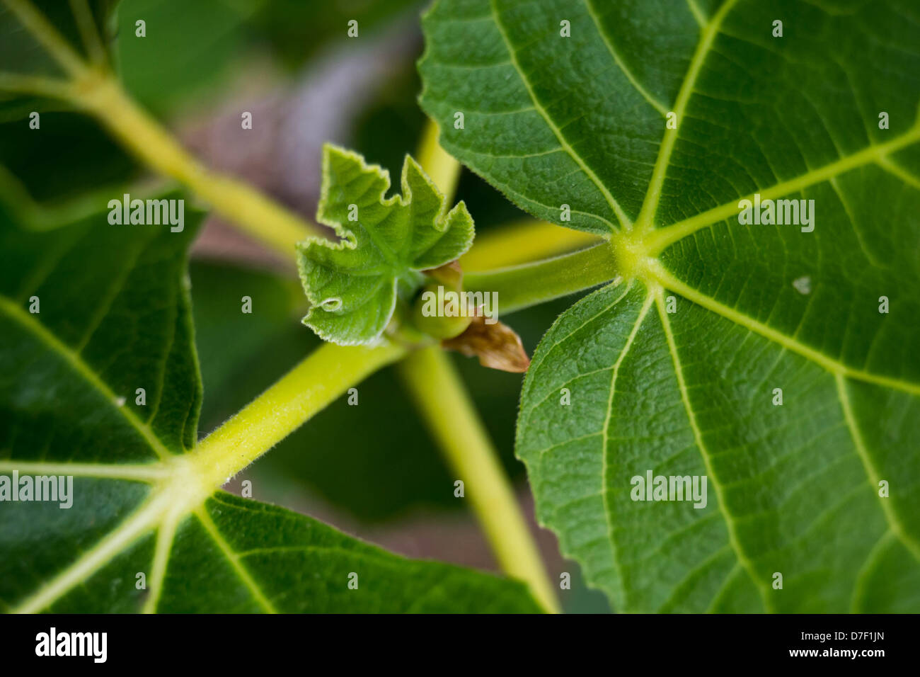 Foto von Fig sprießen Stockfoto