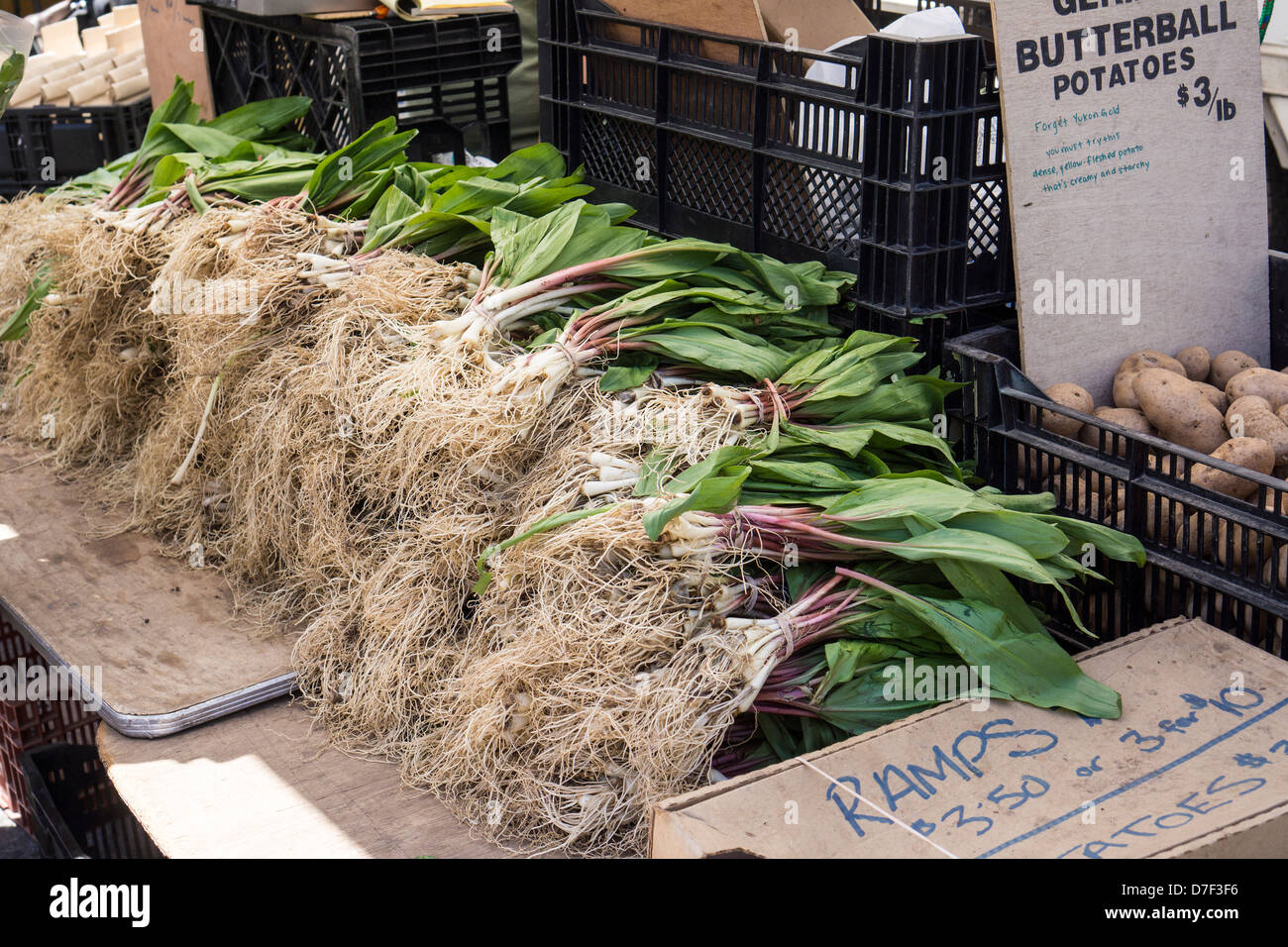 Die gesuchten Verwandte der Zwiebel, Rampen, sind in der Union Square Greenmarket in New York zu sehen Stockfoto