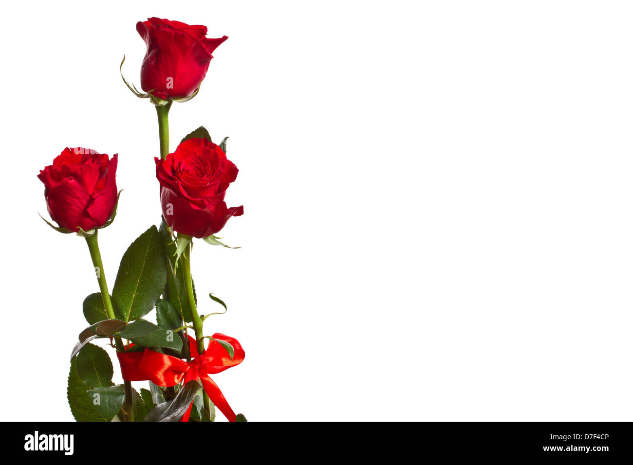 schöne rote Rosen Stockfoto