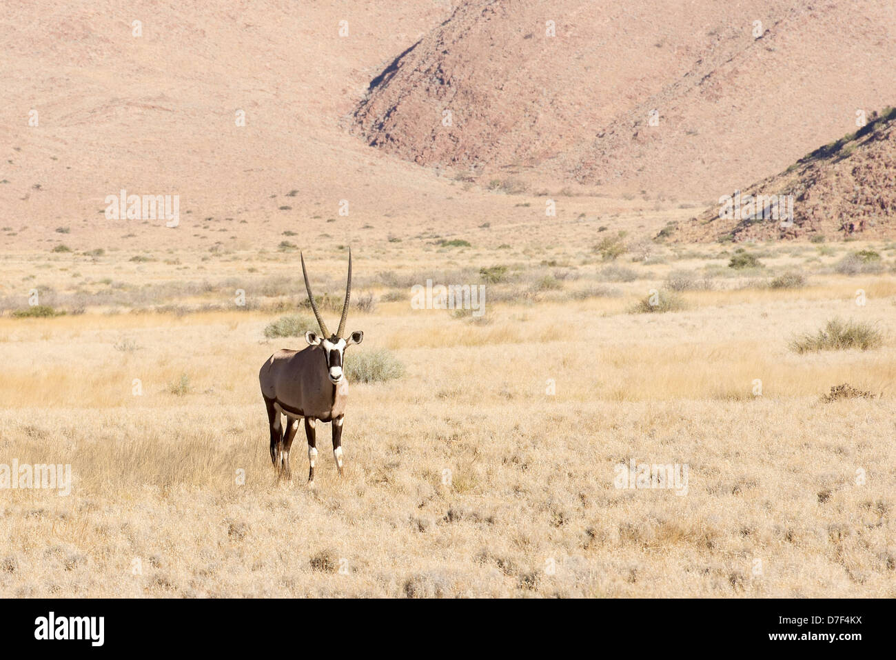Wilde Oryx in Namibia, Afrika Stockfoto