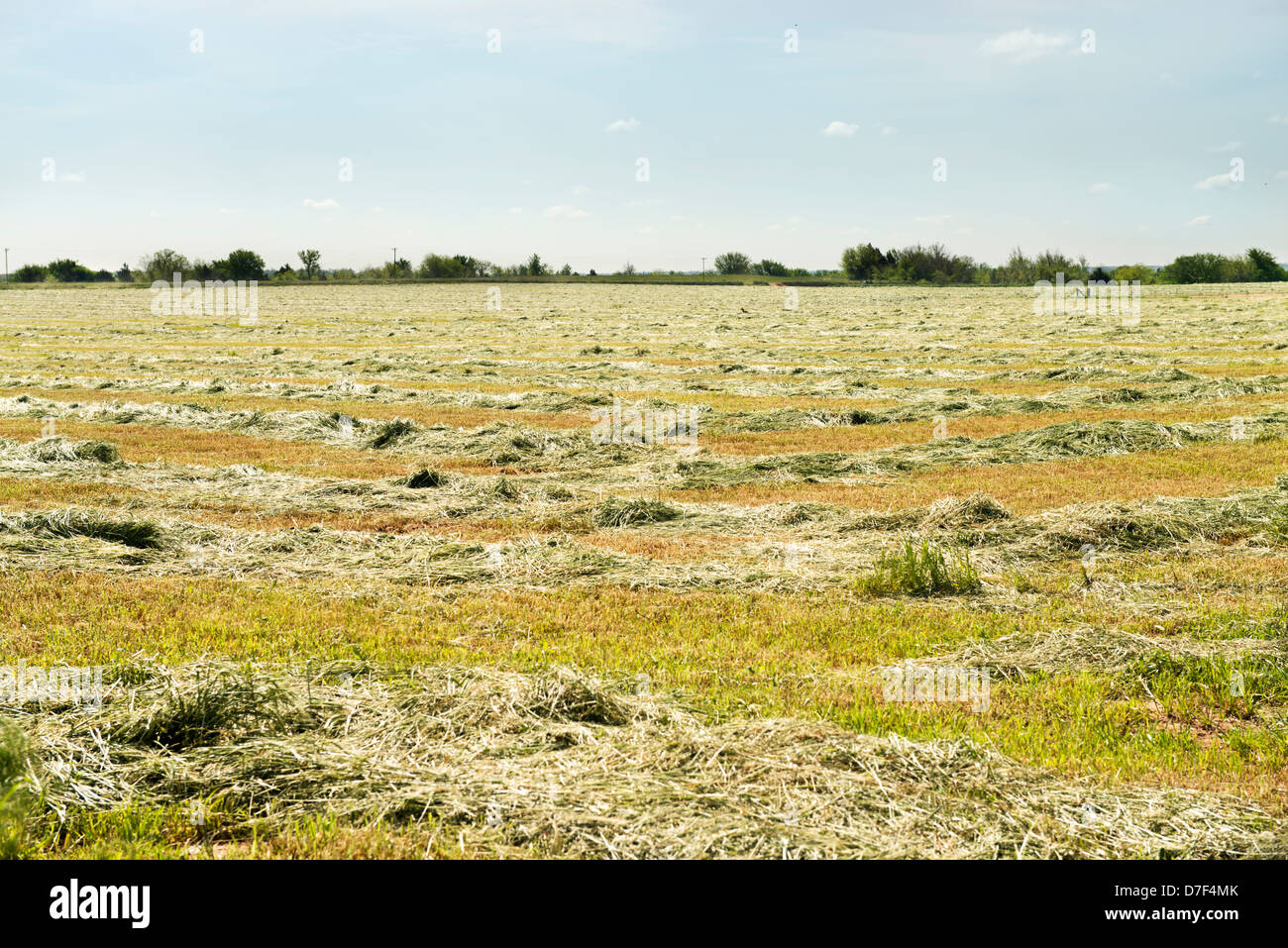 Frisch prairie Heu in ländlichen Oklahoma, Austrocknung und warten auf Ballenpressen. Oklahoma, USA. Stockfoto