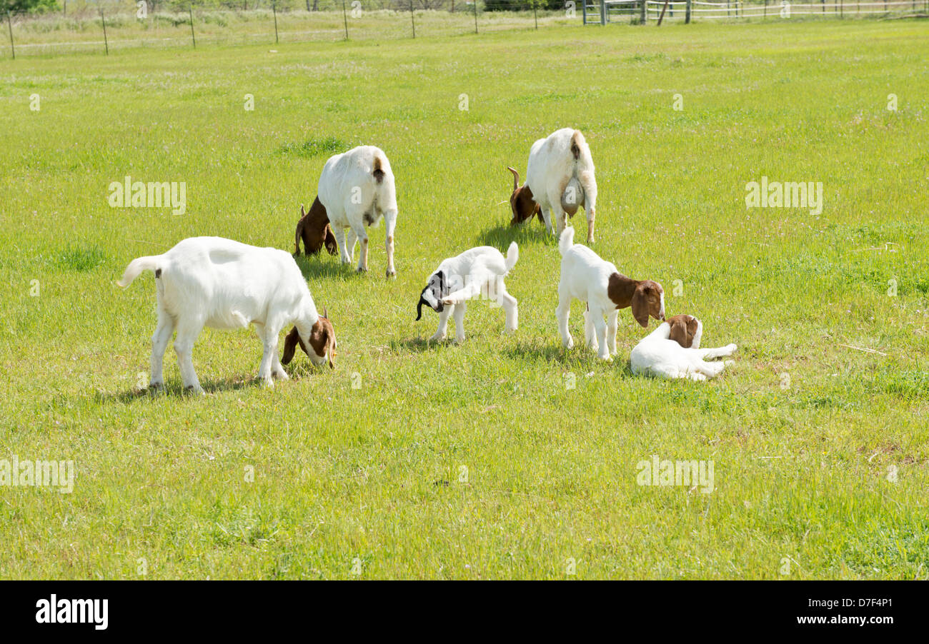 Ziegen, Capra aegagrus hircus, und Kinder, auf der Weide. Oklahoma, USA. Stockfoto