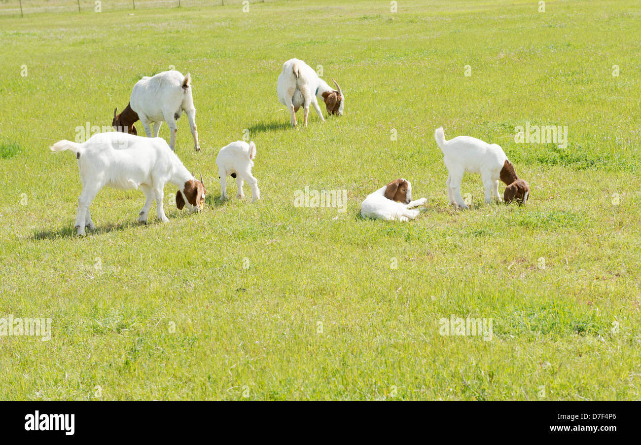 Ziegen, Capra aegagrus hircus, und Kinder, auf der Weide. Oklahoma, USA Stockfoto