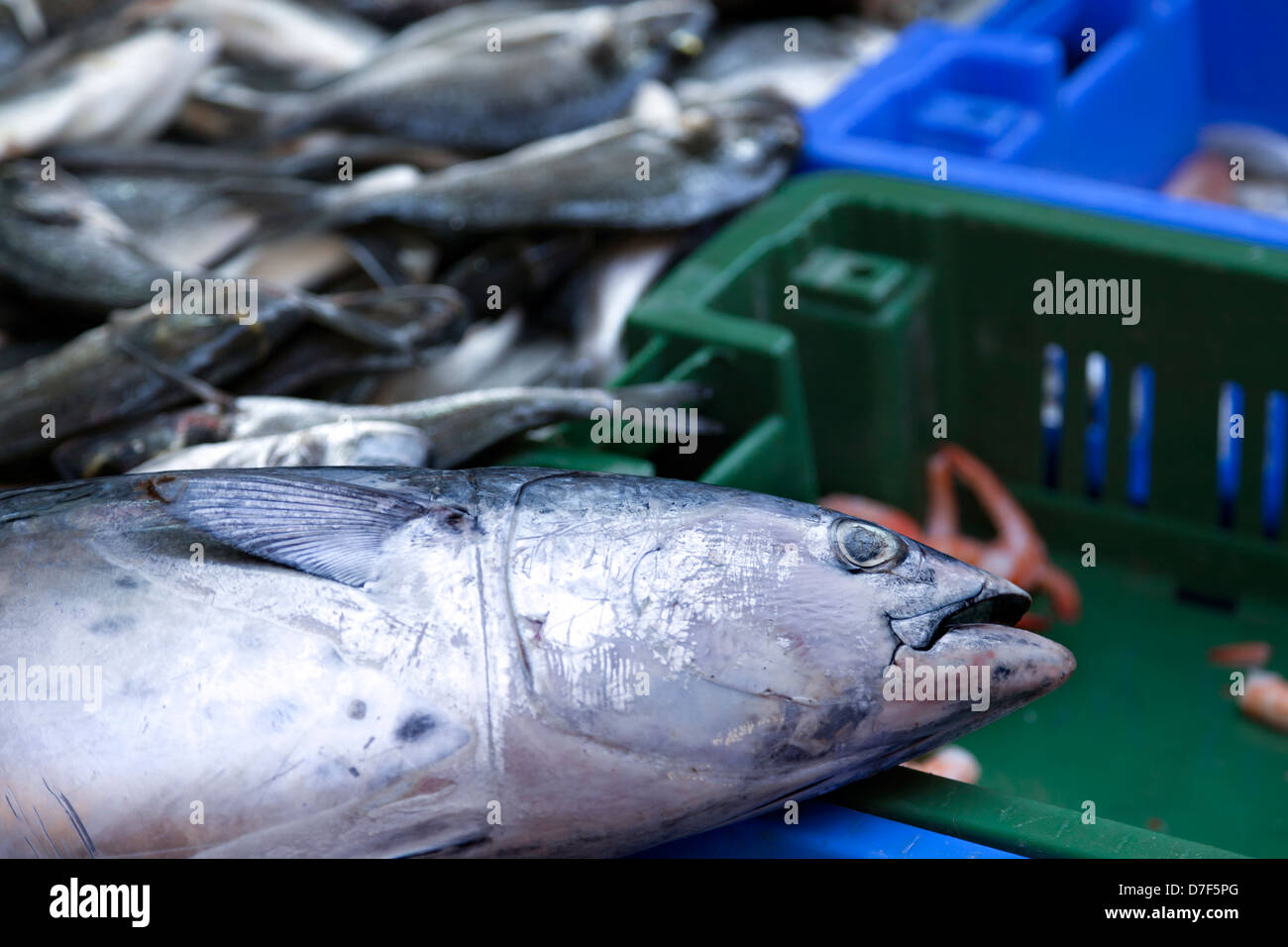 Frischer Lachs Fisch zum Verkauf in einem Markt. Stockfoto