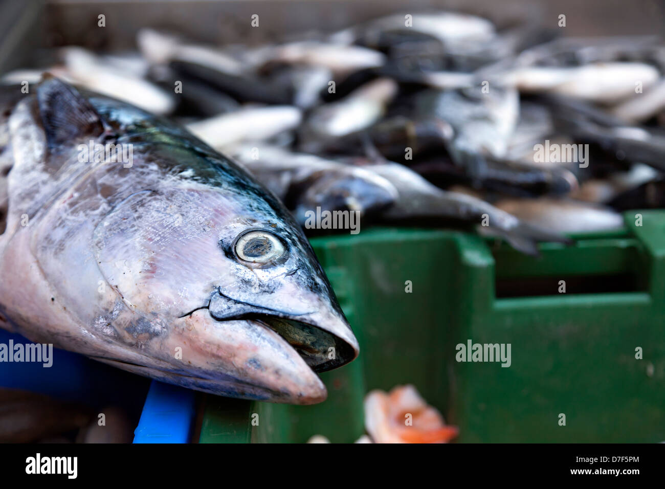 Frischer Lachs Fisch zum Verkauf in einem Markt. Stockfoto