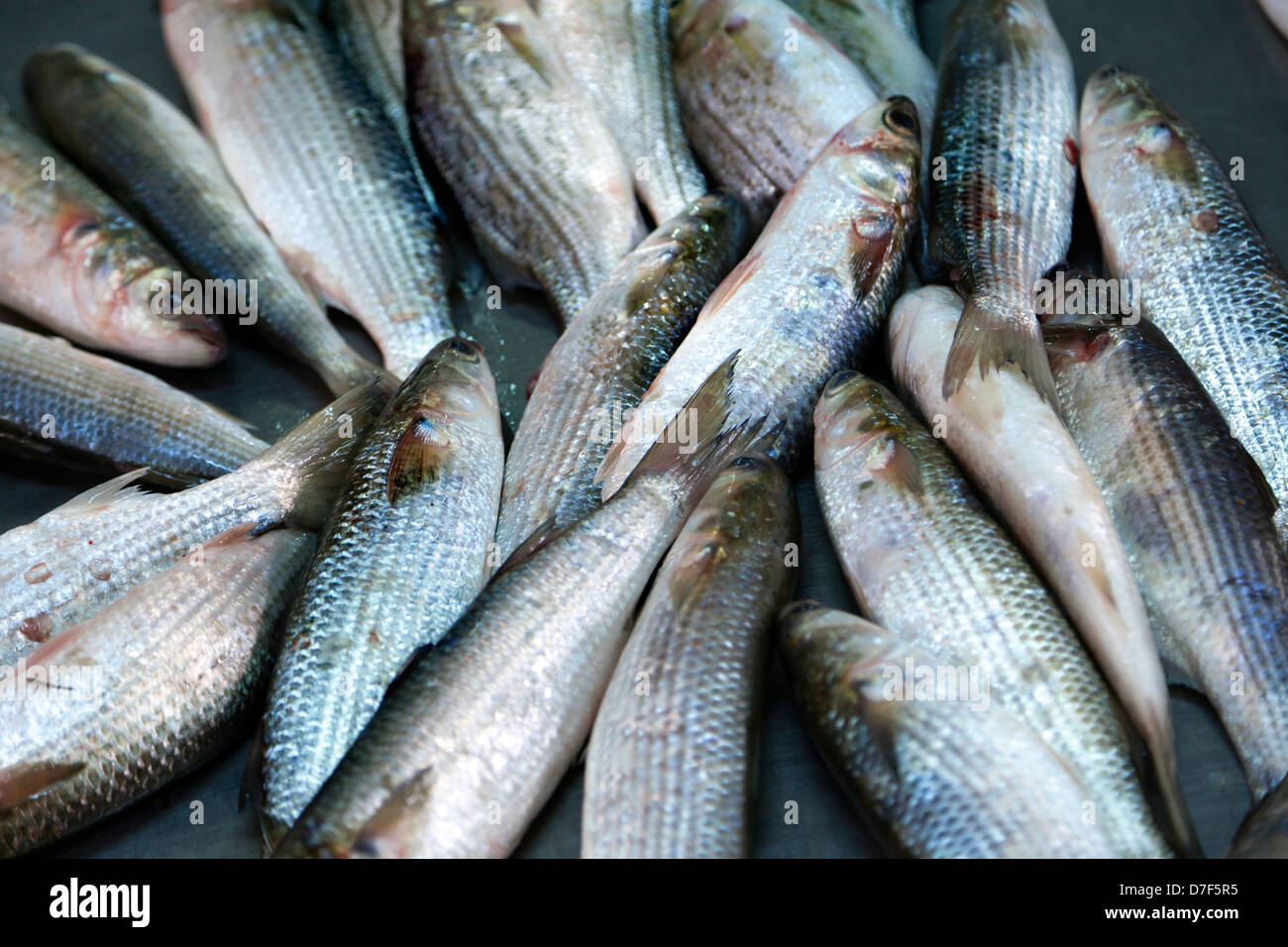 Frischer Fisch zum Verkauf in einem Markt. Stockfoto