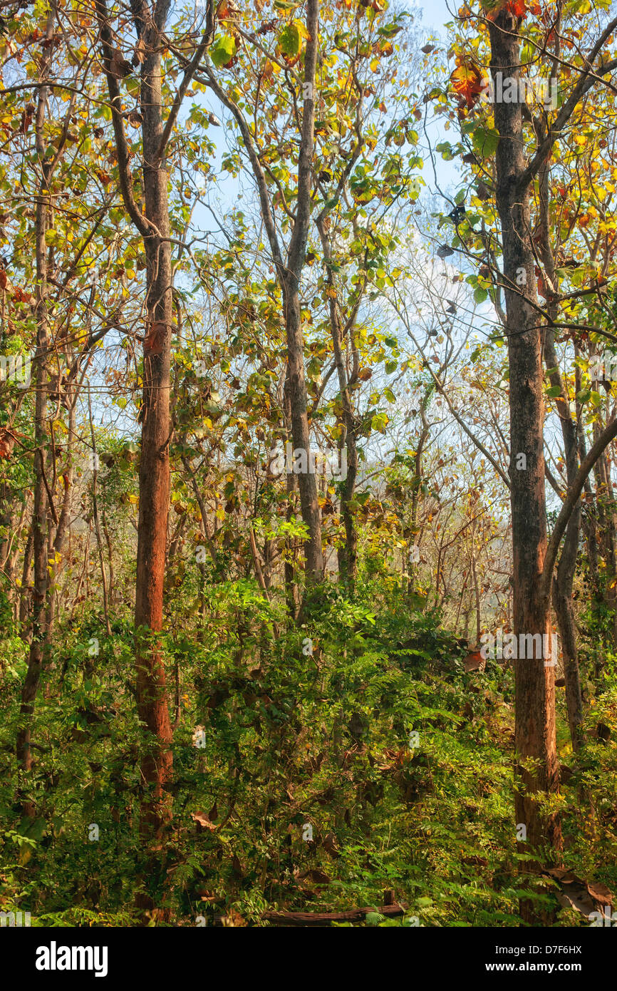 Waldbäume Vergilben zu Beginn des Herbstes Stockfoto