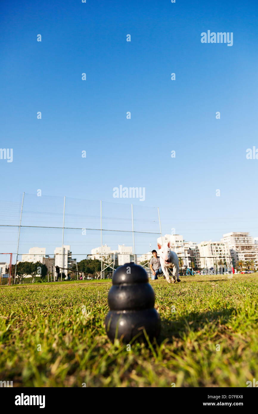 Bull Terrier Hund gefangen im mittleren Lauf zu kauen Spielzeug große Lächeln auf seinem Gesicht, seinem Besitzer im Park spielen zu holen. Stockfoto