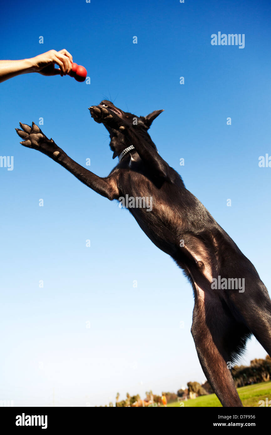 Ein gemischter Labrador Hund gefangen in der Mitte springen für einen roten Kautschuk Kauspielzeug, an einem sonnigen Tag in einem städtischen Park. Stockfoto