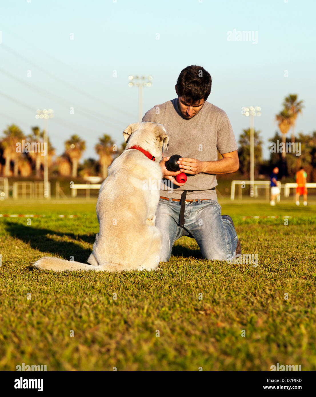 Eine gemischte Labrador Hündin das Kauspielzeug betrachten ihr Trainer hält, an einem sonnigen Tag im Park. Stockfoto