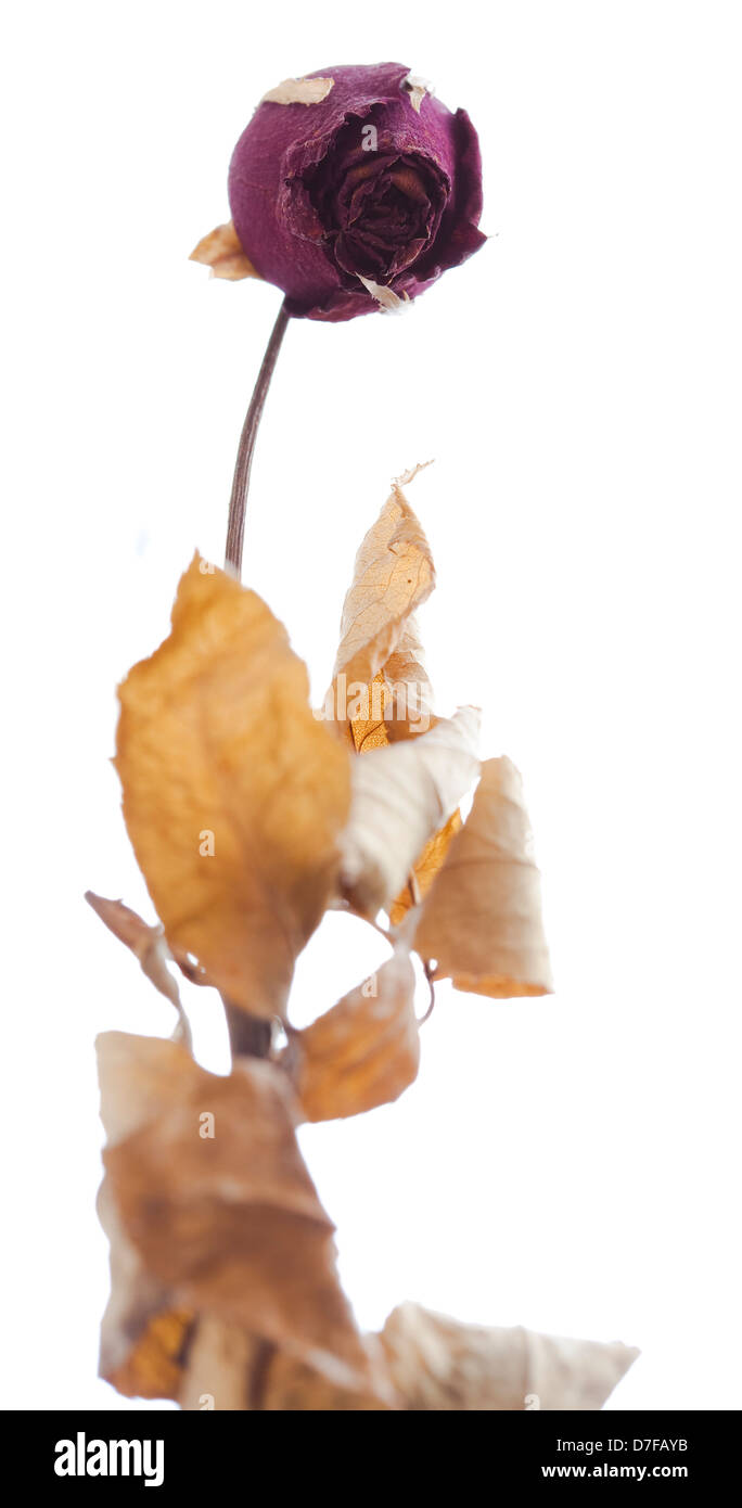 Eine einzige trocken Rose mit Blättern isoliert auf weißem Hintergrund. Stockfoto