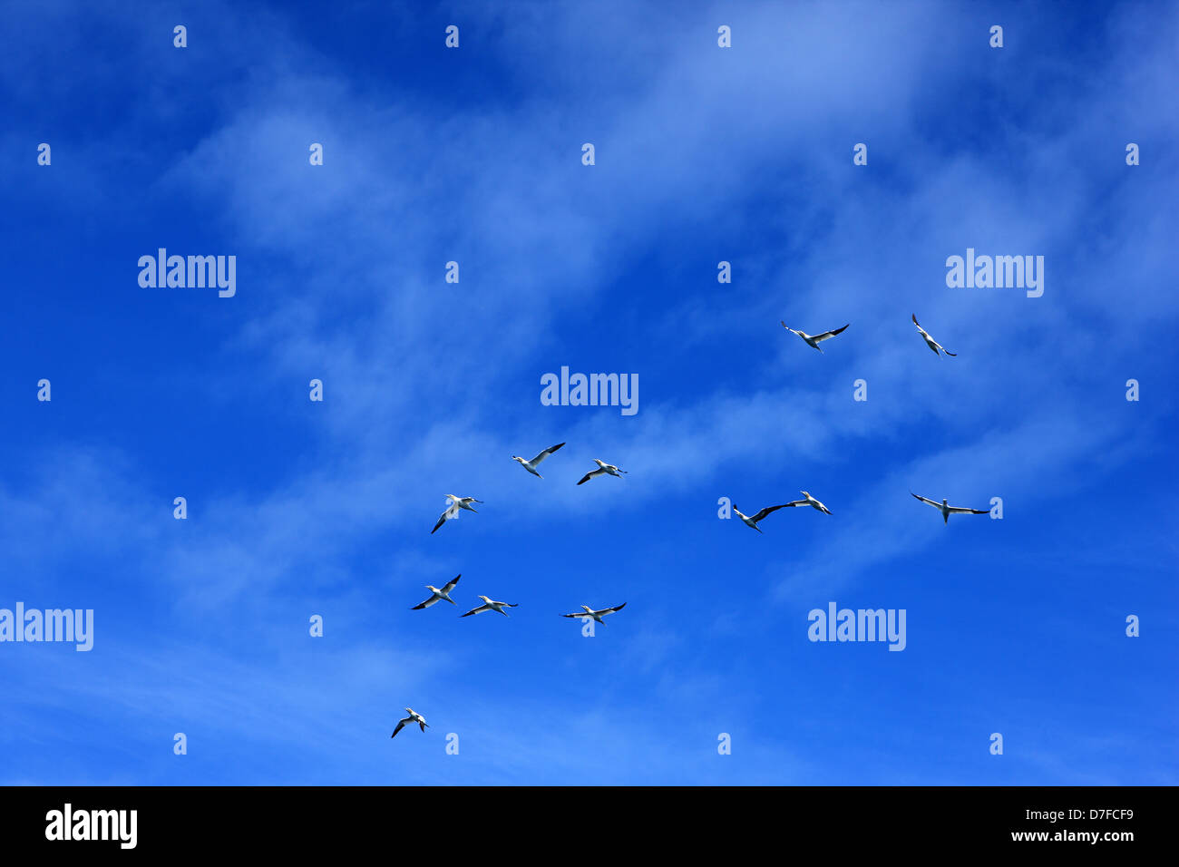 Basstölpel vor blauem Himmel über den Firth of Forth in Schottland Stockfoto