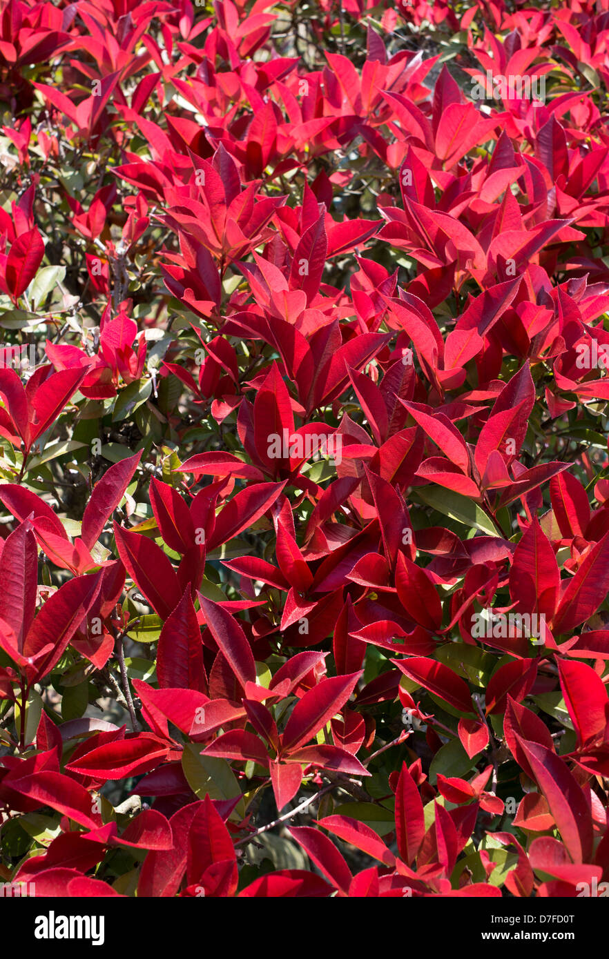 Photinia, rote Blätter Stockfoto