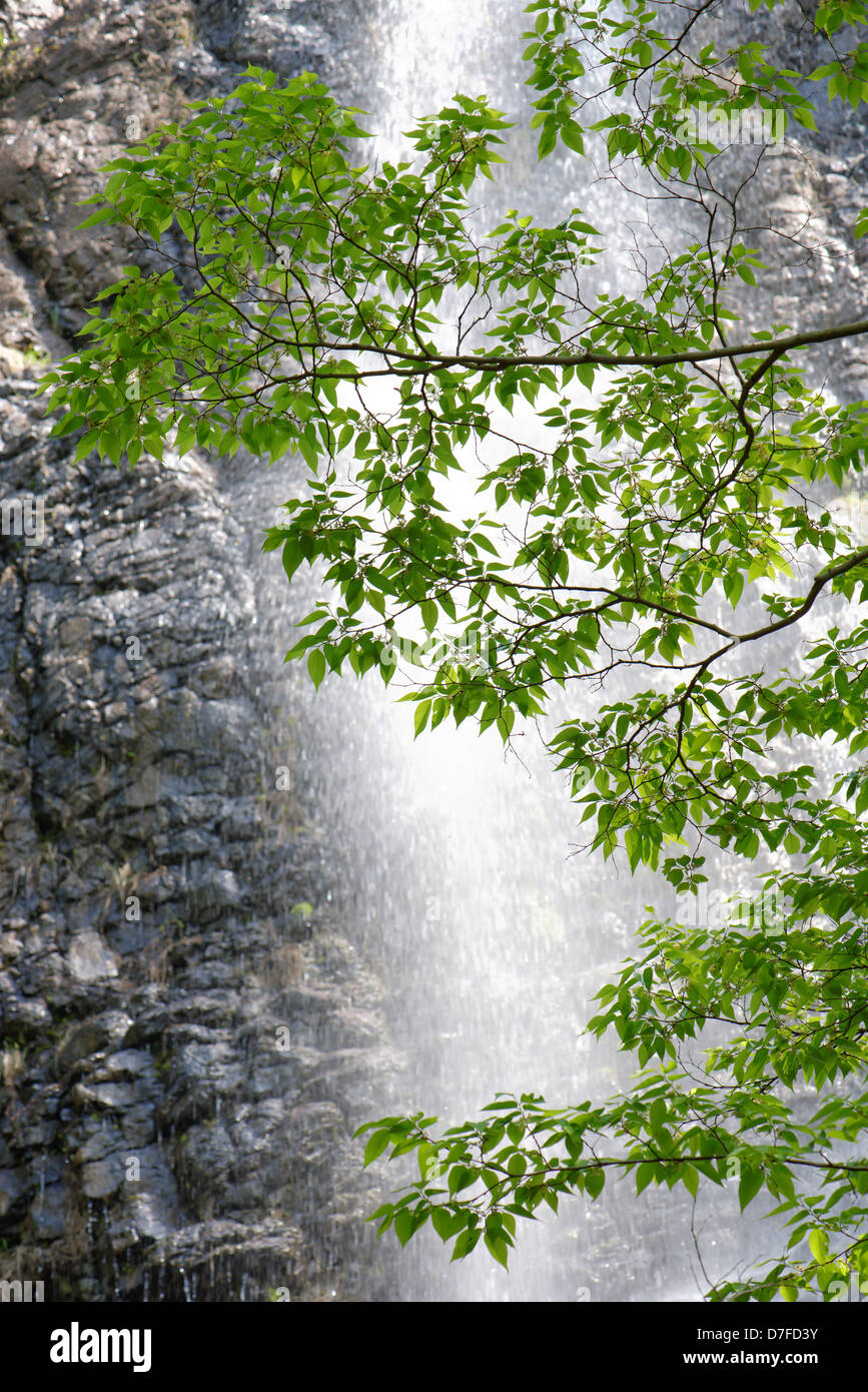 Frische, grüne Blätter, Baum auf Wasserfall Hintergrund, im Wald Stockfoto