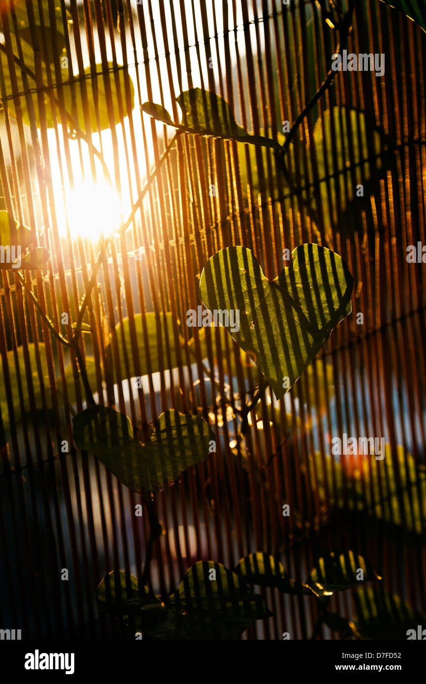 Hautnah am Blatt Kletterer Pflanze auf unscharfen Bambus Zaun Hintergrund, was wiederum Streifen Schatten auf Blatt beleuchtet wirft in Herzform Stockfoto