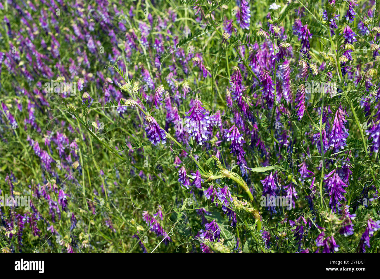 Wilde Blumen auf dem Feld (Vicia Cracca) Stockfoto