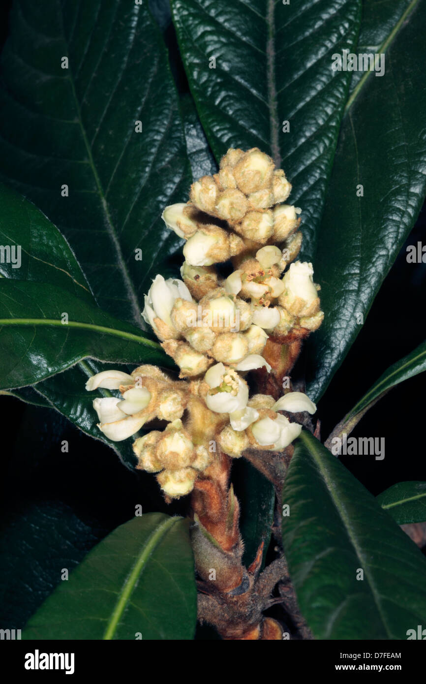 Close-up Loquat Knospen / Japanische Pflaume / chinesische Pflaume - Eriobotrya Japonica - Familie Rosengewächse Stockfoto