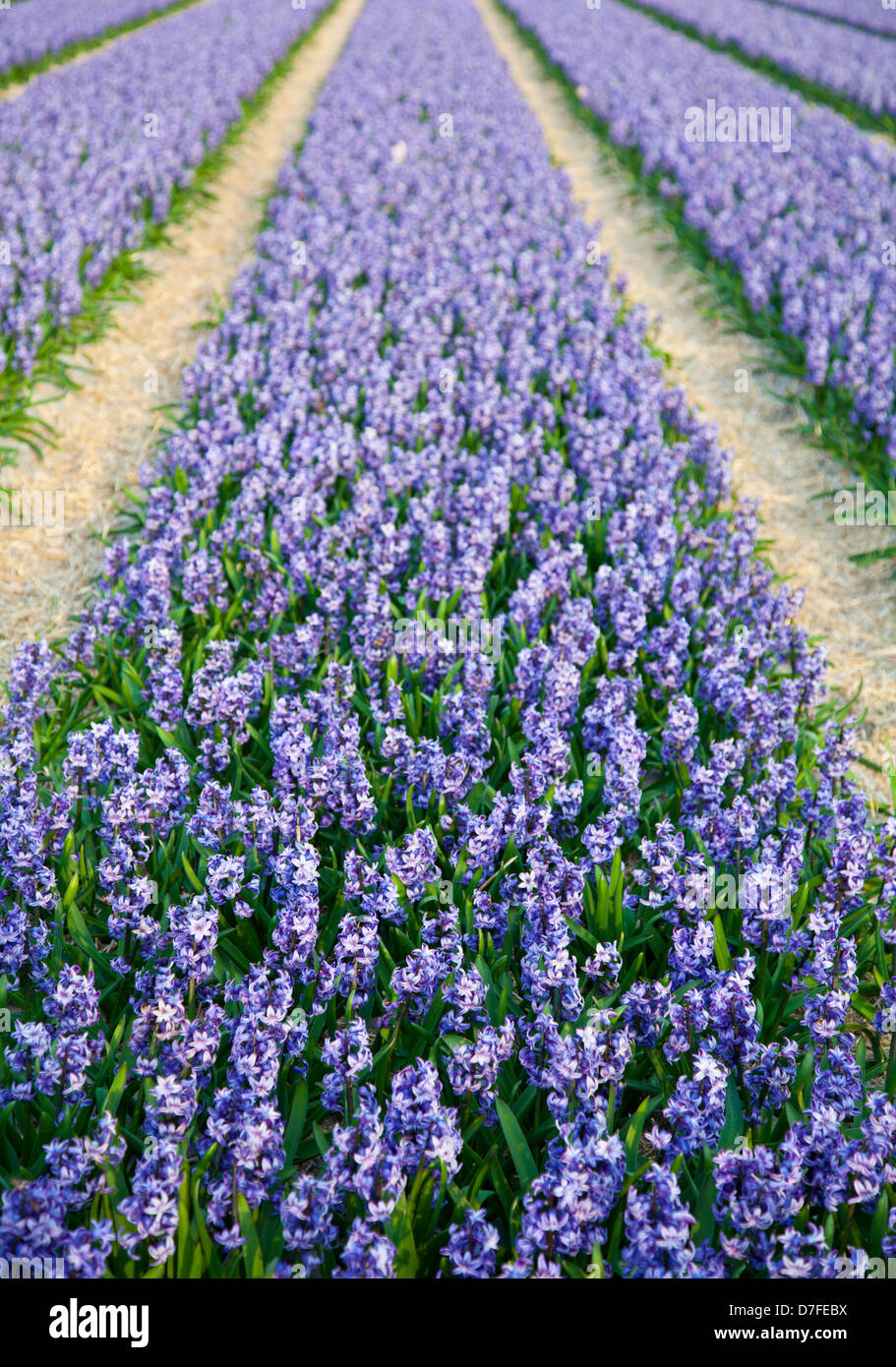 Bereich der schönen lila niederländischen Hyacinthen Stockfoto