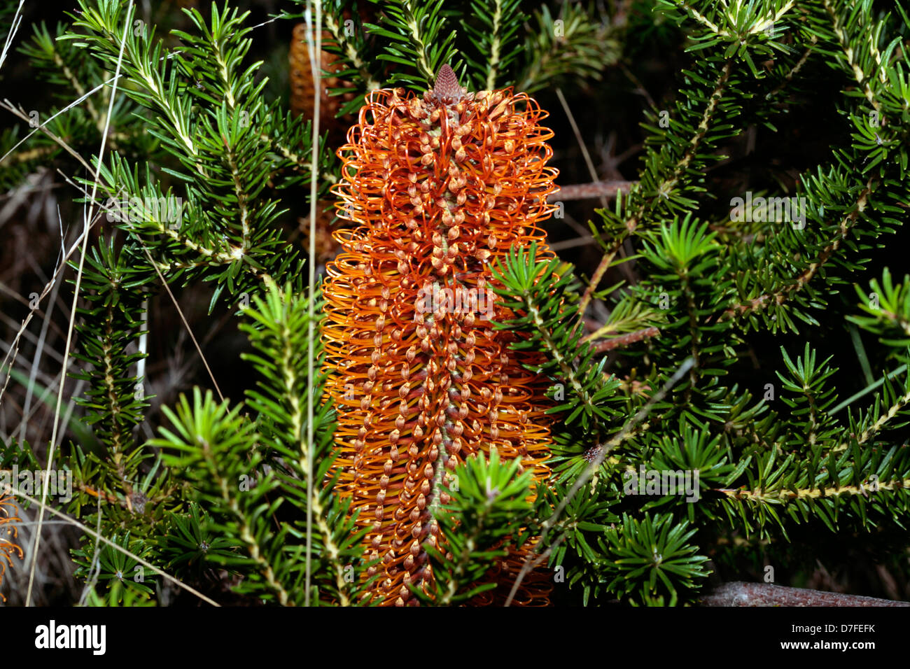 Heide-leaved Banksia / Hill Banksia - Banskia Ericifolia Subspecies ...