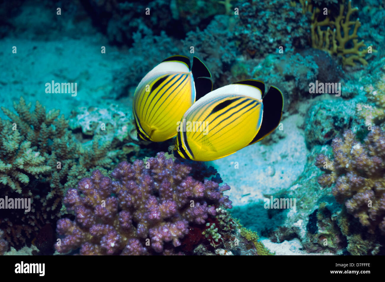 Blacktail Butterflyfish oder Exquisite Butterflyfish (Chaetodontidae Austriacus), paar Fütterung. Stockfoto
