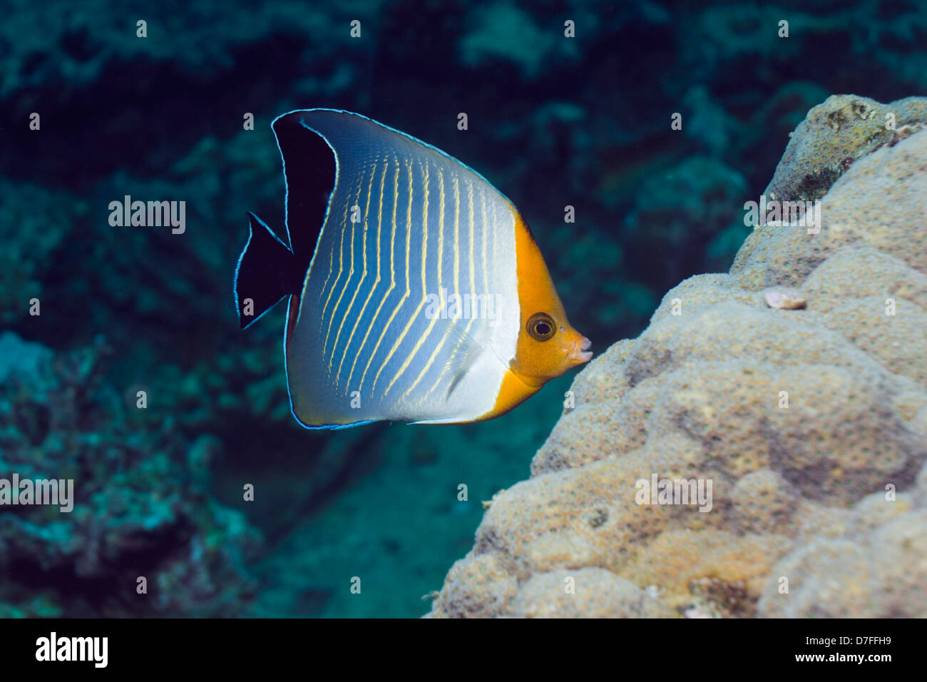 Orange-Gesicht Butterflyfish (Chaetodontidae Larvatus). Ägypten, Rotes Meer. Bereich: Rotes Meer, Golf von Aden. Stockfoto
