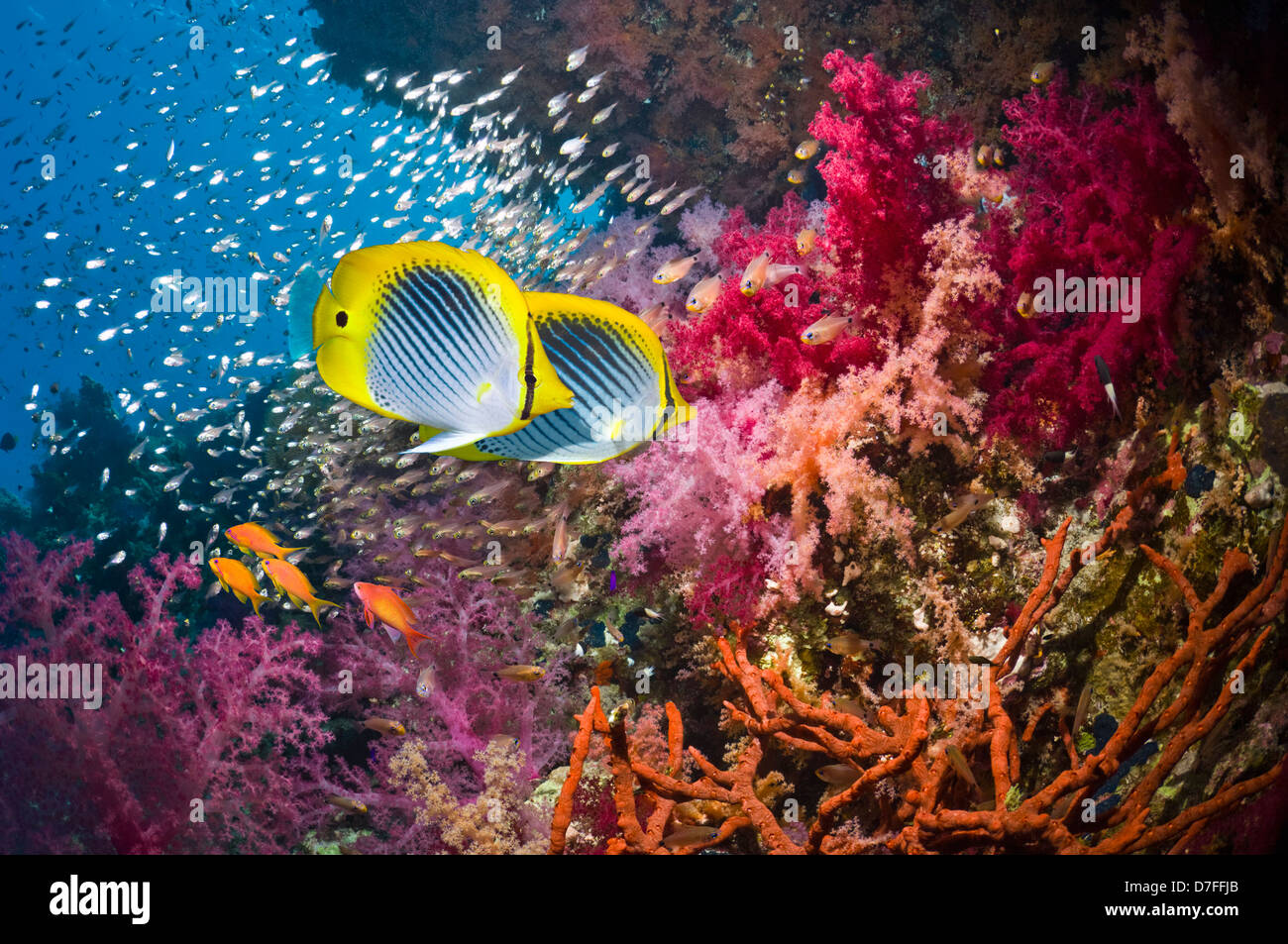 Schwarzrücken Butterflyfish über Korallenriff mit Weichkorallen Stockfoto