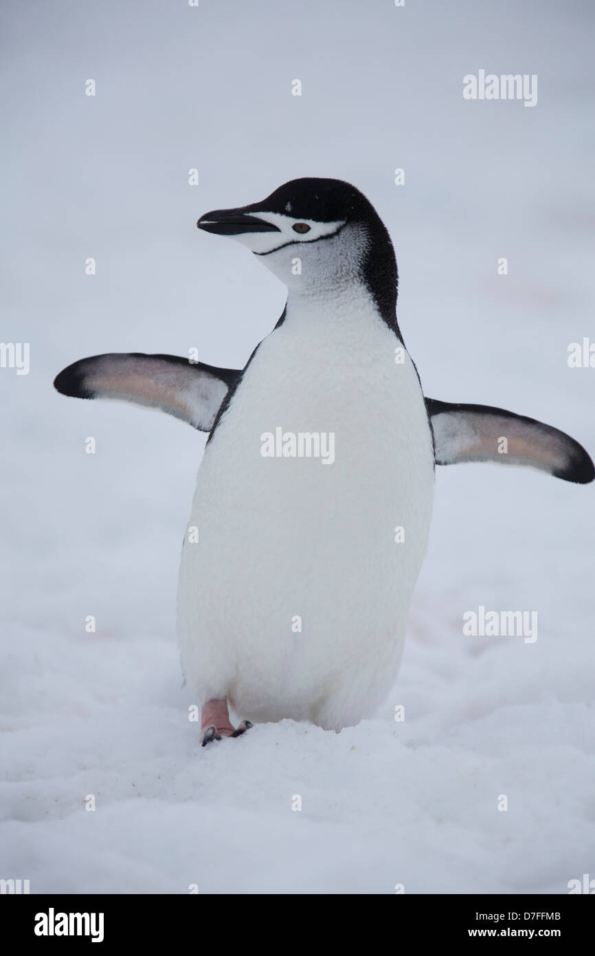 Kinnriemen Pinguin (Pygoscelis Antarcticus) Half Moon Island, Antarktis. Stockfoto