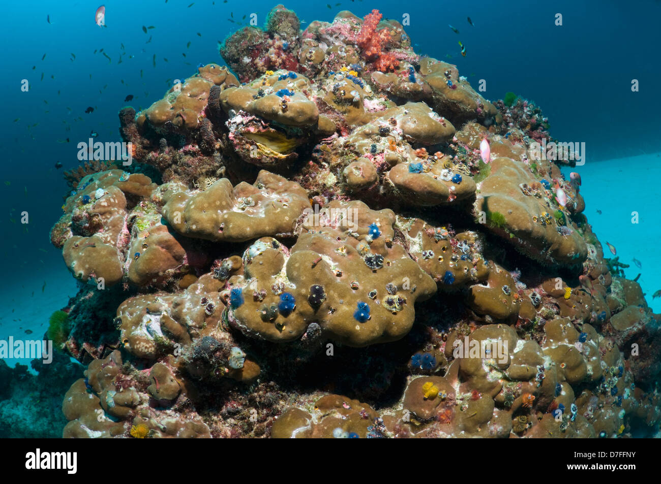 Porites Korallen Felsblock mit Weihnachtsbaum Würmer (Spirobranchus Giganteus). Andamanensee, Thailand. Stockfoto