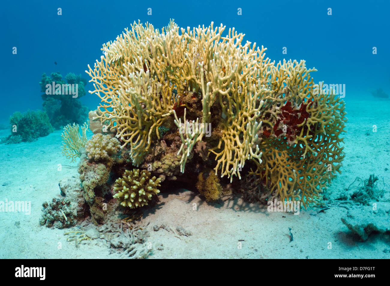 Feuer Korallen (Millepora Dichotoma). Ägypten, Rotes Meer. Stockfoto