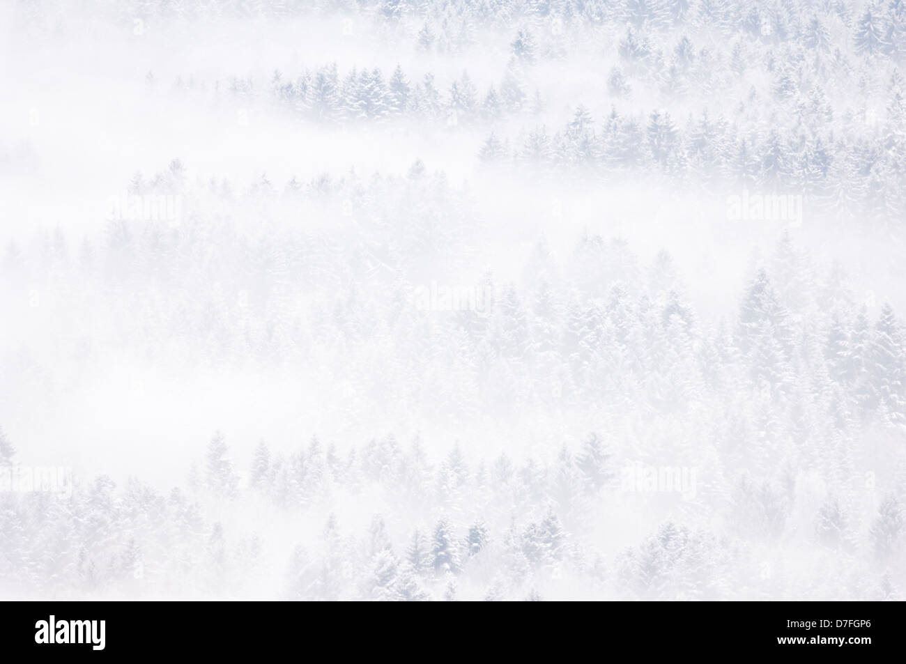 Blick auf einem verschneiten Kiefernwald im Winter, mit Nebel, Haute Savoie, Frankreich. Stockfoto