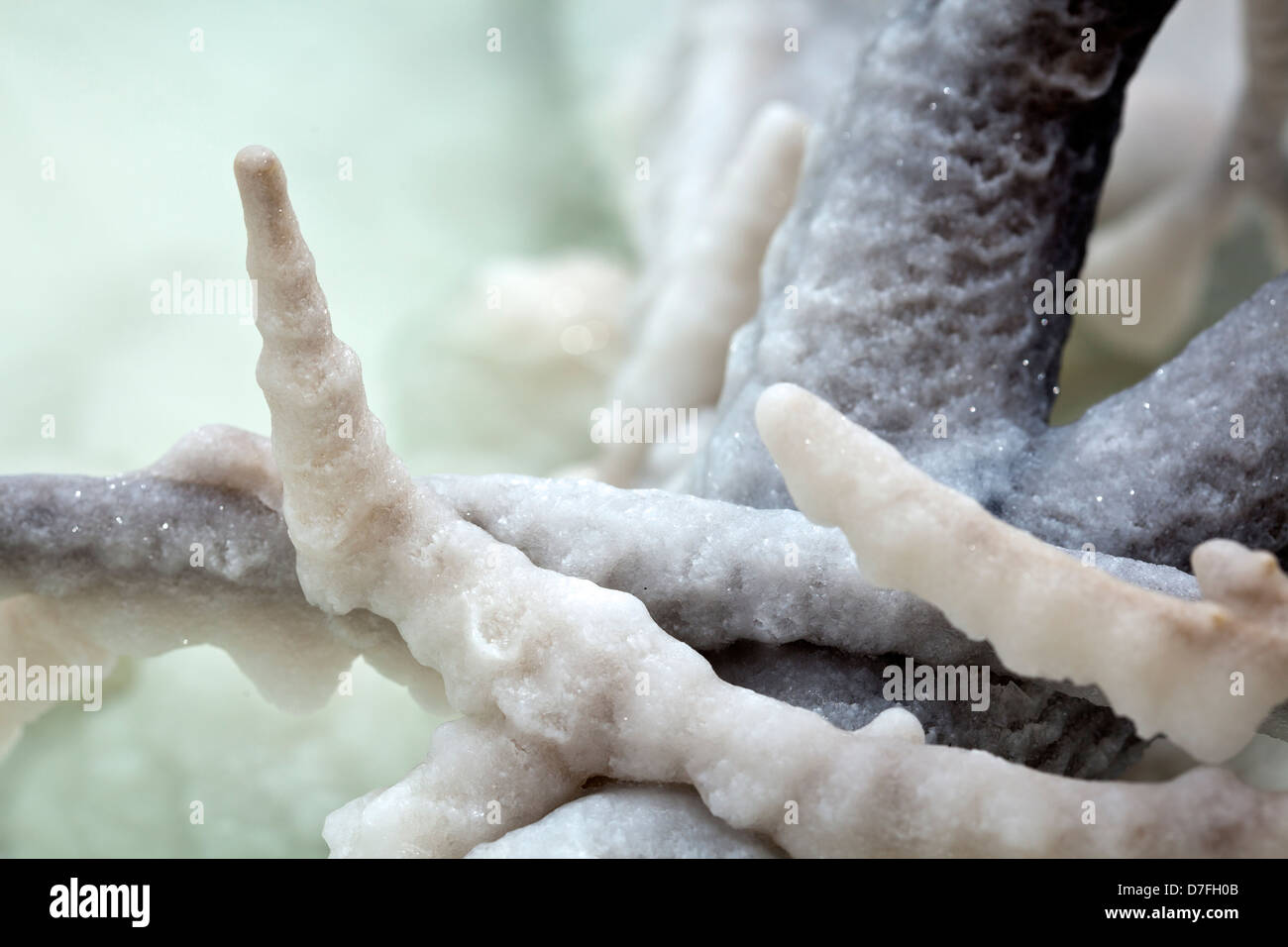 Gedreht in Gewässern infamously Salz salzig Totes Meer-Cluster Kristalle zusammen gruppiert, auf was einmal Branch Bush war. Stockfoto