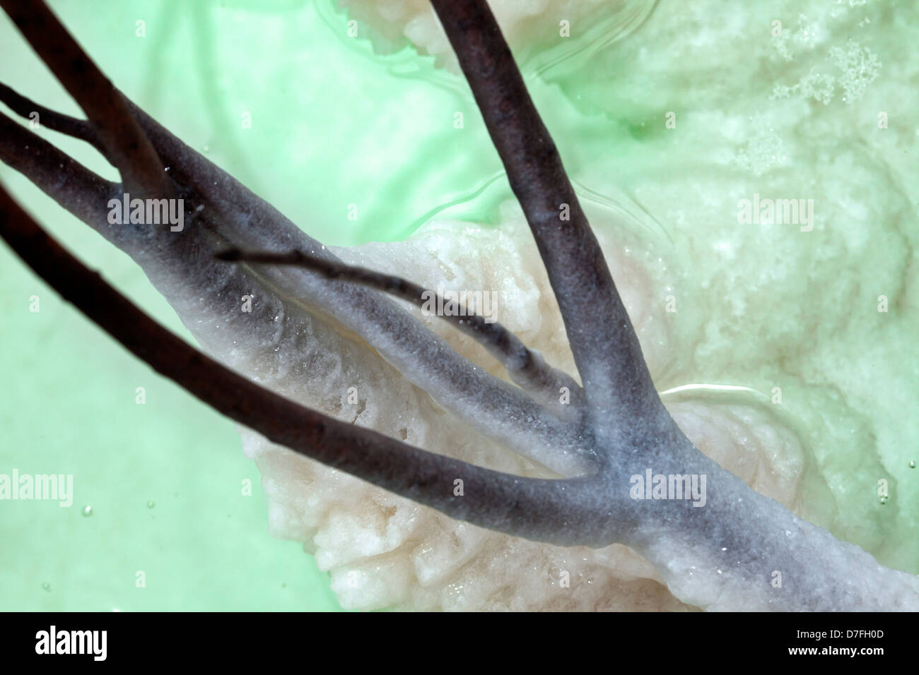 Gedreht in Gewässern infamously Salz salzig Totes Meer-Cluster Kristalle zusammen gruppiert, auf was einmal Branch Bush war. Stockfoto