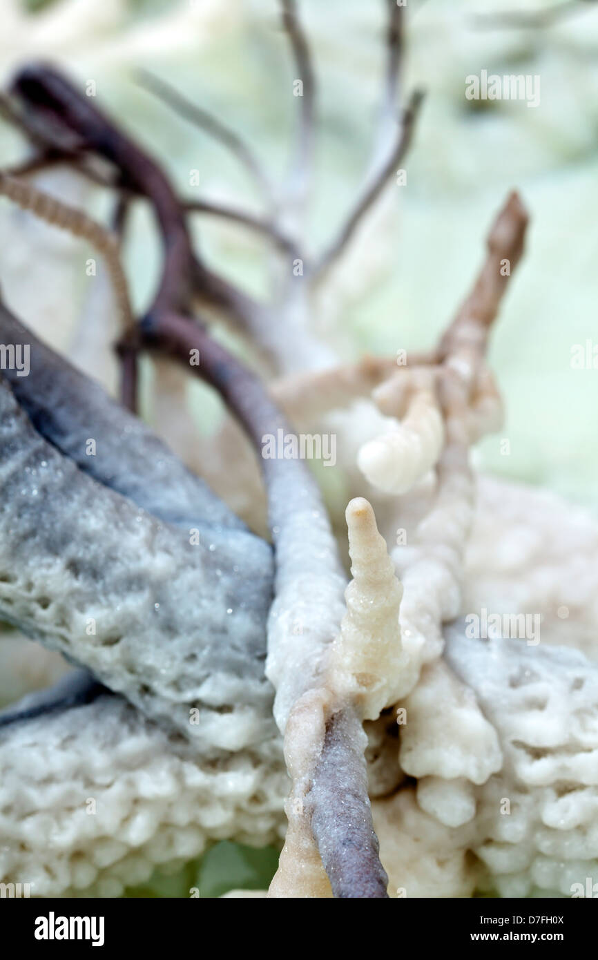 Gedreht in Gewässern infamously Salz salzig Totes Meer-Cluster Kristalle zusammen gruppiert, auf was einmal Branch Bush war. Stockfoto