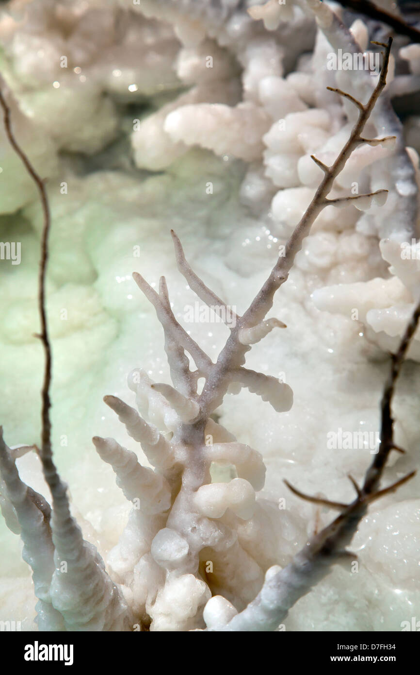 Gedreht in Gewässern infamously Salz salzig Totes Meer-Cluster Kristalle zusammen gruppiert, auf was einmal Branch Bush war. Stockfoto